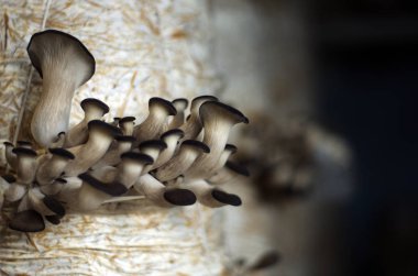 mantar orman bölgesi