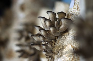 mantar orman bölgesi