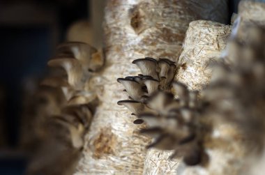 mantar orman bölgesi