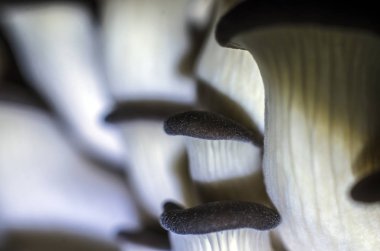 mantar orman bölgesi