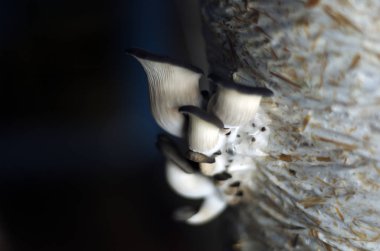 mantar orman bölgesi