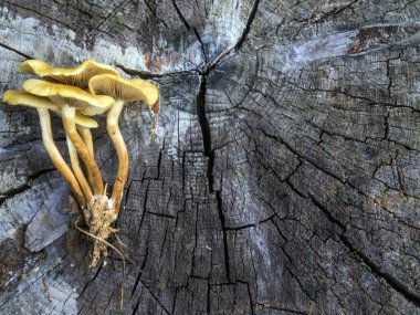 mantar orman bölgesi