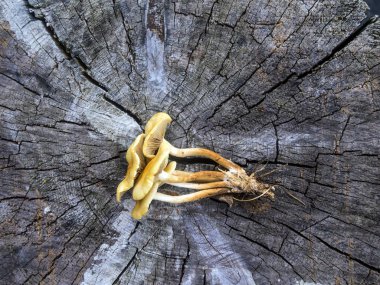 mantar orman bölgesi