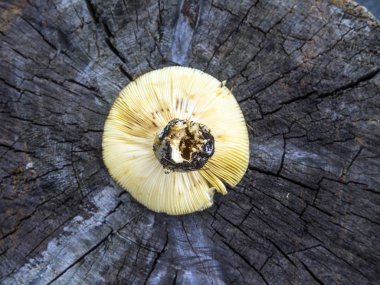 mantar orman bölgesi