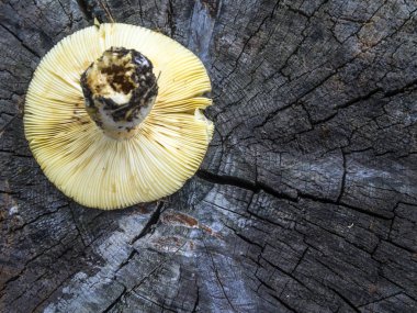 mantar orman bölgesi