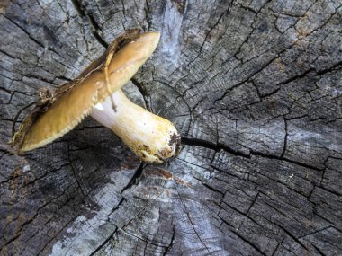 mantar orman bölgesi