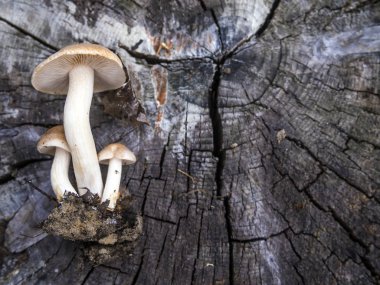 mantar orman bölgesi