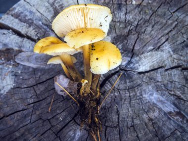 mantar orman bölgesi