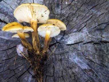 mantar orman bölgesi