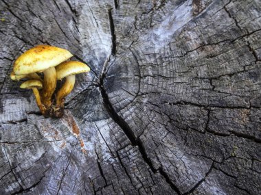 mantar orman bölgesi