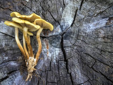 mantar orman bölgesi