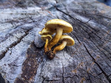 mantar orman bölgesi