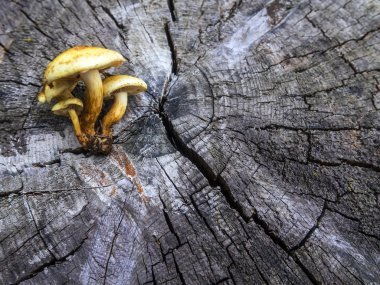 mantar orman bölgesi