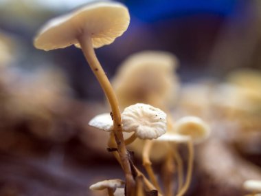 mantar orman bölgesi