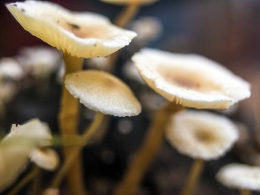 mantar orman bölgesi