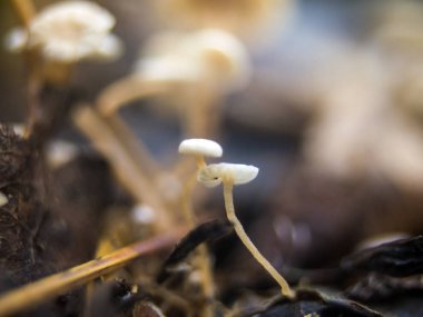 mantar orman bölgesi