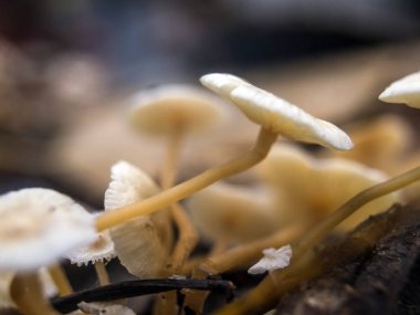 mantar orman bölgesi