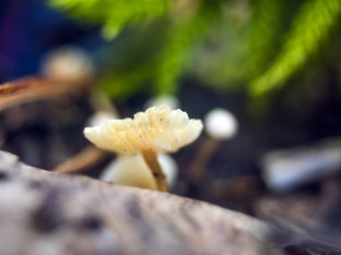 mantar orman bölgesi