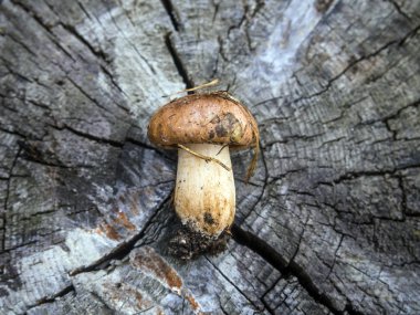 mantar orman bölgesi