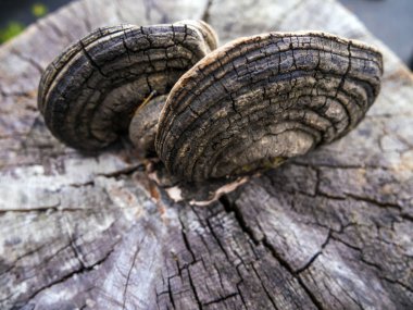 mantar orman bölgesi