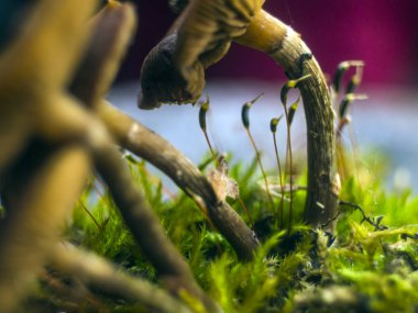 mantar orman bölgesi