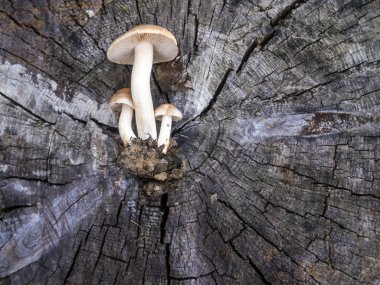 mantar orman bölgesi