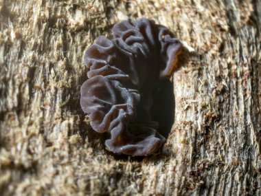 mantar orman bölgesi