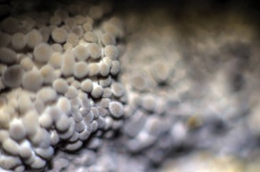 mantar orman bölgesi