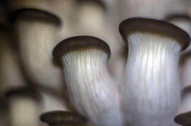 mantar orman bölgesi