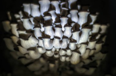 mantar orman bölgesi