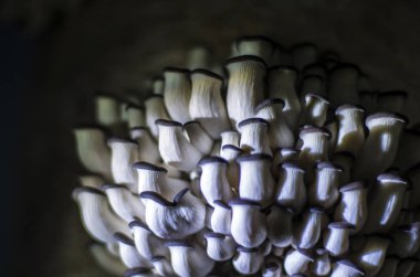 mantar orman bölgesi