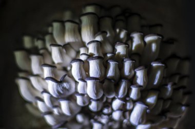 mantar orman bölgesi