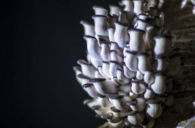 mantar orman bölgesi