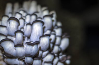 mantar orman bölgesi