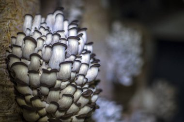 mantar orman bölgesi