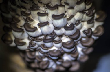 mantar orman bölgesi