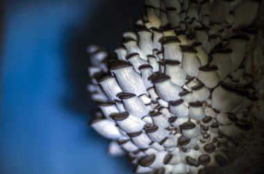 mantar orman bölgesi