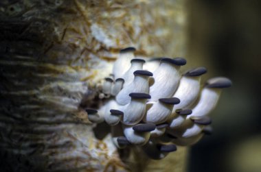 mantar orman bölgesi