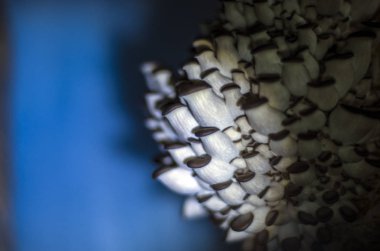 mantar orman bölgesi