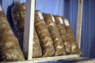 mantar orman bölgesi