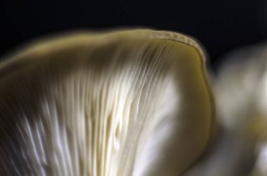 mantar orman bölgesi