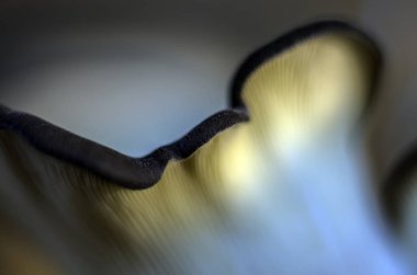 mantar orman bölgesi