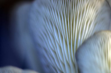 mantar orman bölgesi