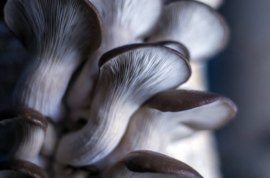 mantar orman bölgesi