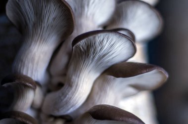 mantar orman bölgesi