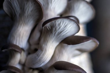 mantar orman bölgesi