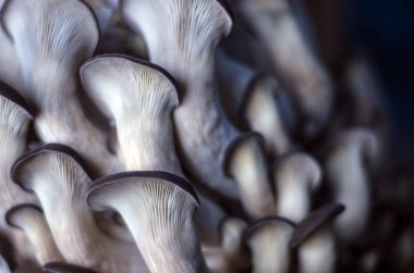 mantar orman bölgesi