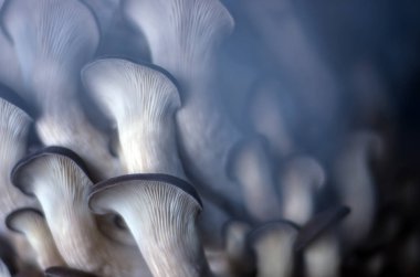 mantar orman bölgesi