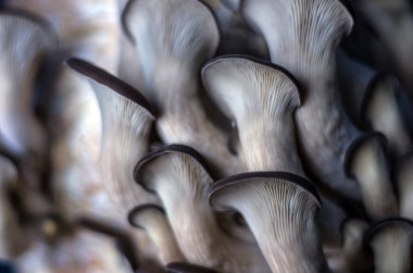 mantar orman bölgesi