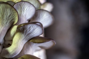 mantar orman bölgesi